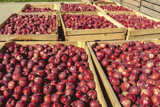 «Агропродсервіс» збирає осінні та зимові сорти яблук